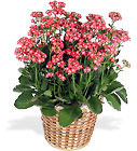 Beautiful green and blooming plants, planters and dish gardens from your Ohio Florist, Kircher's Flowers.  Care tips for common plants are below.