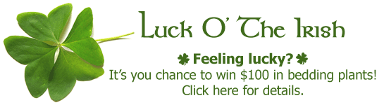 Get the luck o' the Irish all during March and win $100 in bedding plants from Kircher's Flowers
