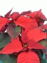 Red Poinsettias from Kircher's Flowers in Defiance and Paulding, OH