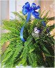 Spring Fern