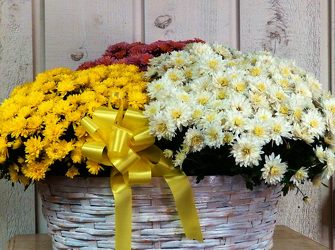 Triple Mum Basket from Kircher's Flowers in Defiance and Paulding, OH