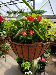 COCOA HANGING BASKET  from Kircher's Flowers in Defiance and Paulding, OH