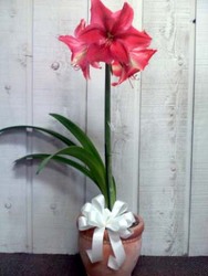 Adorable Amaryllis