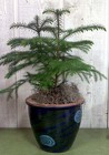 Amazing Araucarias (Norfolk Island Pine)