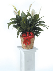 Peace Lily from Kircher's Flowers in Defiance and Paulding, OH