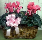 Sophisticated Cyclamen