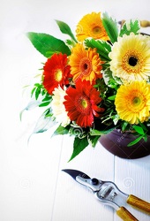 Designers Choice Gerbera Daisy Arrangement from Kircher's Flowers in Defiance and Paulding, OH