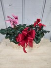 Double Cyclamen from Kircher's Flowers in Defiance and Paulding, OH