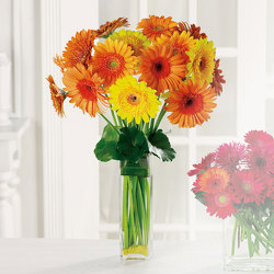 Gerbera Garden from Kircher's Flowers in Defiance and Paulding, OH