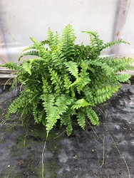Dallas Fern from Kircher's Flowers in Defiance and Paulding, OH