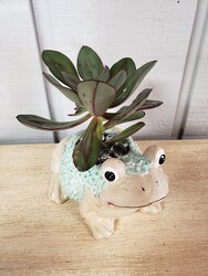 Fred The Frog Planter from Kircher's Flowers in Defiance and Paulding, OH