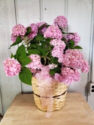 Endless Summer Hydrangea  from Kircher's Flowers in Defiance and Paulding, OH