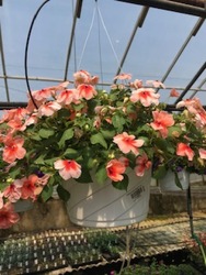 Impatien Hanging Basket  from Kircher's Flowers in Defiance and Paulding, OH