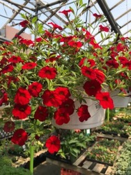 Calibrachoa Hanging Basket from Kircher's Flowers in Defiance and Paulding, OH