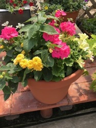 Combination Planter  from Kircher's Flowers in Defiance and Paulding, OH