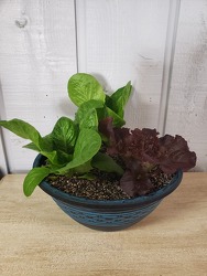Lettuce Bowl from Kircher's Flowers in Defiance and Paulding, OH