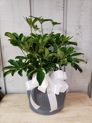 Modern Planter from Kircher's Flowers in Defiance and Paulding, OH