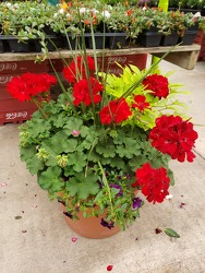 Terracotta Combo Pot from Kircher's Flowers in Defiance and Paulding, OH