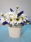 Daisy Delight