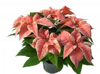 Merry Marble Poinsettia from Kircher's Flowers in Defiance and Paulding, OH