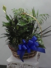 Large Planter