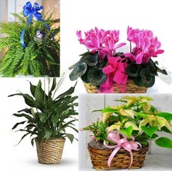 Holiday Plants Subscription (4 Months) from Kircher's Flowers in Defiance and Paulding, OH
