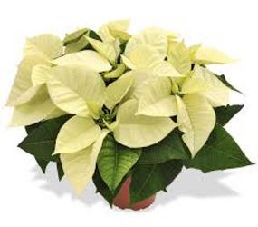 Wonderland White Poinsettia from Kircher's Flowers in Defiance and Paulding, OH