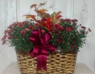 Fall Hardy Mums from Kircher's Flowers in Defiance and Paulding, OH