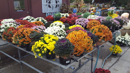 Hardy Mums from Kircher's Flowers in Defiance and Paulding, OH