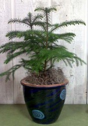 Amazing Araucarias (Norfolk Island Pine) from Kircher's Flowers in Defiance and Paulding, OH