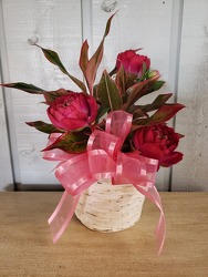 Aglaonema from Kircher's Flowers in Defiance and Paulding, OH