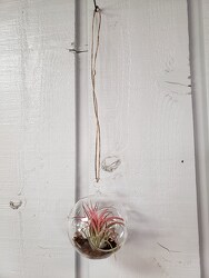 Hanging Air Plant  from Kircher's Flowers in Defiance and Paulding, OH