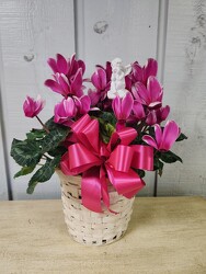 Cyclamen from Kircher's Flowers in Defiance and Paulding, OH