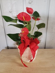 Anthurium from Kircher's Flowers in Defiance and Paulding, OH