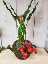 April Showers from Kircher's Flowers in Defiance and Paulding, OH