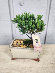 Bonsai from Kircher's Flowers in Defiance and Paulding, OH
