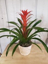 Bromeliad from Kircher's Flowers in Defiance and Paulding, OH