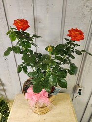 Burst of Joy Rose Bush from Kircher's Flowers in Defiance and Paulding, OH