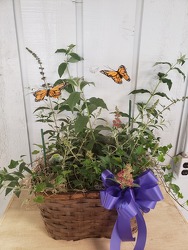 Butterfly Garden from Kircher's Flowers in Defiance and Paulding, OH