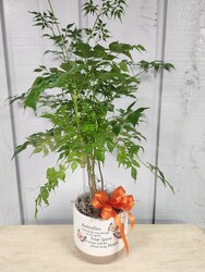 Butterfly Planter from Kircher's Flowers in Defiance and Paulding, OH