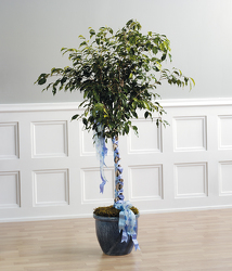 Decorated Ficus Tree from Kircher's Flowers in Defiance and Paulding, OH