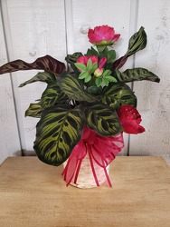 Calathea from Kircher's Flowers in Defiance and Paulding, OH