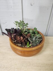 Ceramic Succulent Garden from Kircher's Flowers in Defiance and Paulding, OH