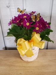 Cineraria from Kircher's Flowers in Defiance and Paulding, OH