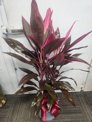 Cordyline from Kircher's Flowers in Defiance and Paulding, OH