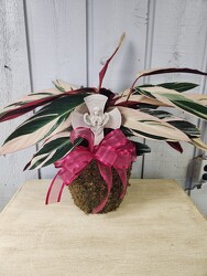 Stromanthe Triostar from Kircher's Flowers in Defiance and Paulding, OH