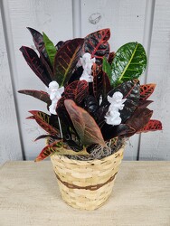 Croton from Kircher's Flowers in Defiance and Paulding, OH