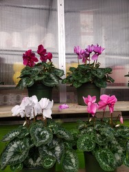 Cyclamen from Kircher's Flowers in Defiance and Paulding, OH