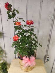 Dick Clark Rose Bush from Kircher's Flowers in Defiance and Paulding, OH