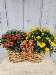 Double Mum from Kircher's Flowers in Defiance and Paulding, OH